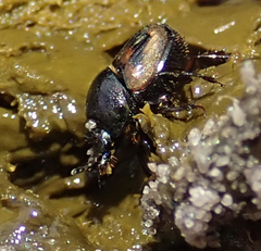 Onthophagus flavolimbatus