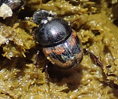 Onthophagus flavolimbatus