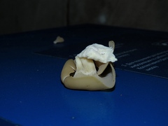 Peziza domiciliana