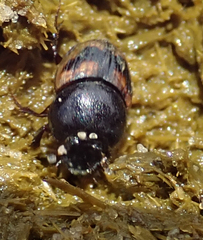 Onthophagus flavolimbatus