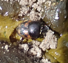 Onthophagus flavolimbatus