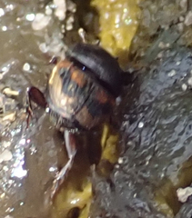 Onthophagus flavolimbatus