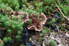 Hydnellum scrobiculatum