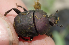 Allogymnopleurus splendidus
