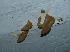 Peziza domiciliana