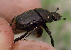 Allogymnopleurus splendidus