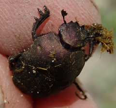 Allogymnopleurus splendidus