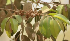 Putranjiva roxburghii