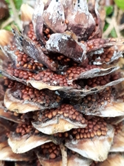 Pucciniastrum areolatum