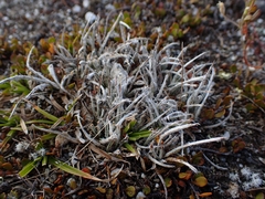Luzula ulophylla