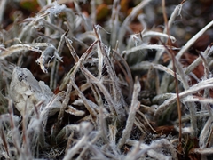 Luzula ulophylla, photograph (c) Oscar Dove, some rights reserved (CC BY)