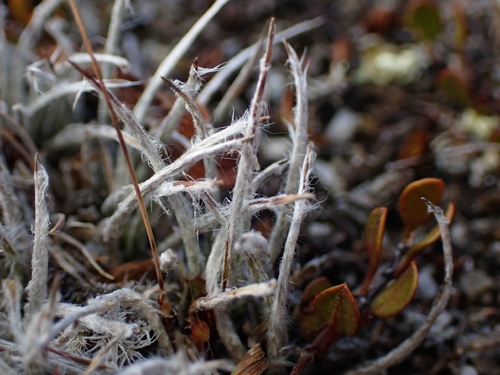 Luzula ulophylla, photograph 2