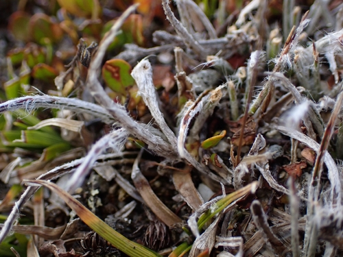 Luzula ulophylla, photograph 4