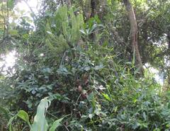 Cussonia zuluensis