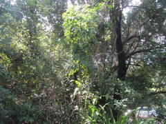 Cussonia zuluensis