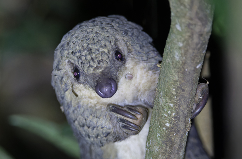 White-bellied Pangolin