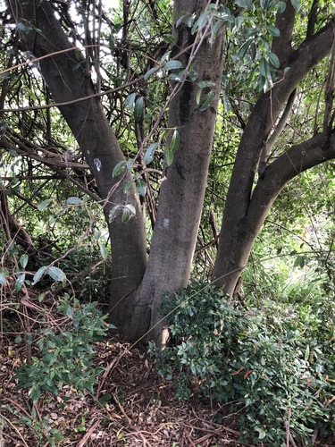 Elaeocarpus obovatus (Elaeocarpus obovatus)