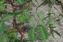 Neptunia oleracea