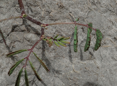 Neptunia oleracea