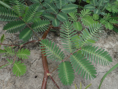 Neptunia oleracea