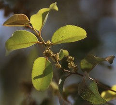 Putranjiva roxburghii