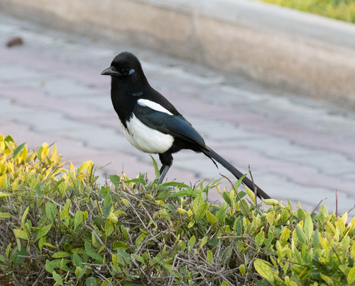 Maghreb Magpie (Pica mauritanica), photo 4