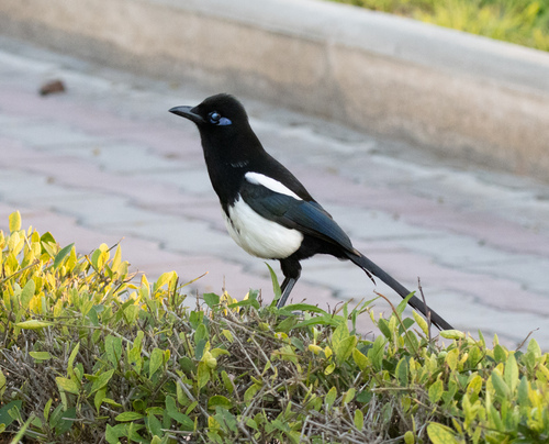 Maghreb Magpie (Pica mauritanica), photo 3