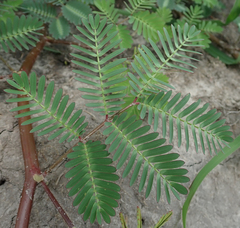 Neptunia oleracea