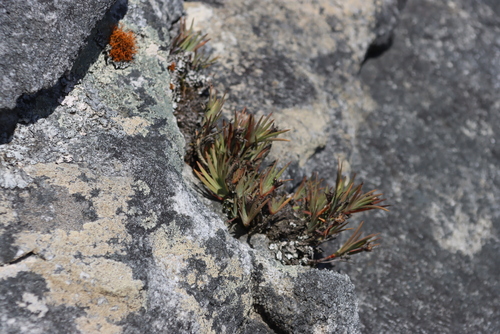 Pallid Bushiris (Nivenia levynsiae)