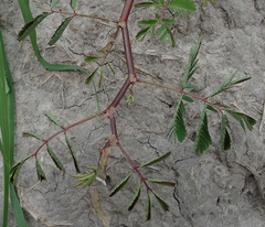 Neptunia oleracea