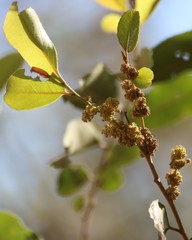 Putranjiva roxburghii