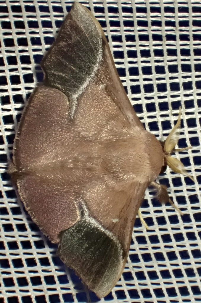 Trogoptera mana