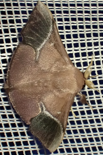 Trogoptera mana