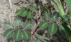 Neptunia oleracea