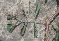 Neptunia oleracea