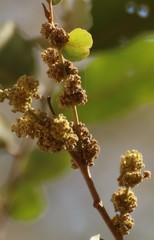 Putranjiva roxburghii