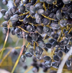 Livistona chinensis