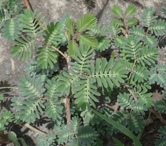Neptunia oleracea