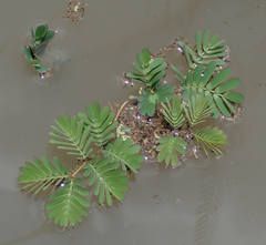 Neptunia oleracea