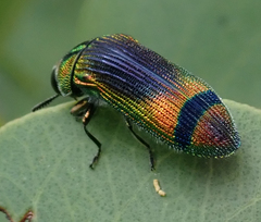 Acmaeodera fascigera
