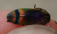 Acmaeodera fascigera