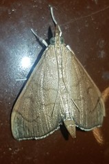 Hyalobathra