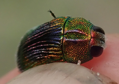 Acmaeodera fascigera