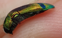 Acmaeodera fascigera