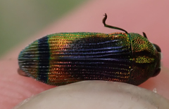 Acmaeodera fascigera