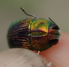 Acmaeodera fascigera