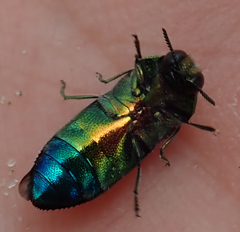 Acmaeodera fascigera