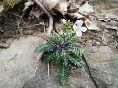 Arabidopsis arenosa arenosa