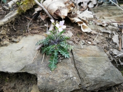 Arabidopsis arenosa arenosa