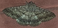 Eudesmeola lawsoni